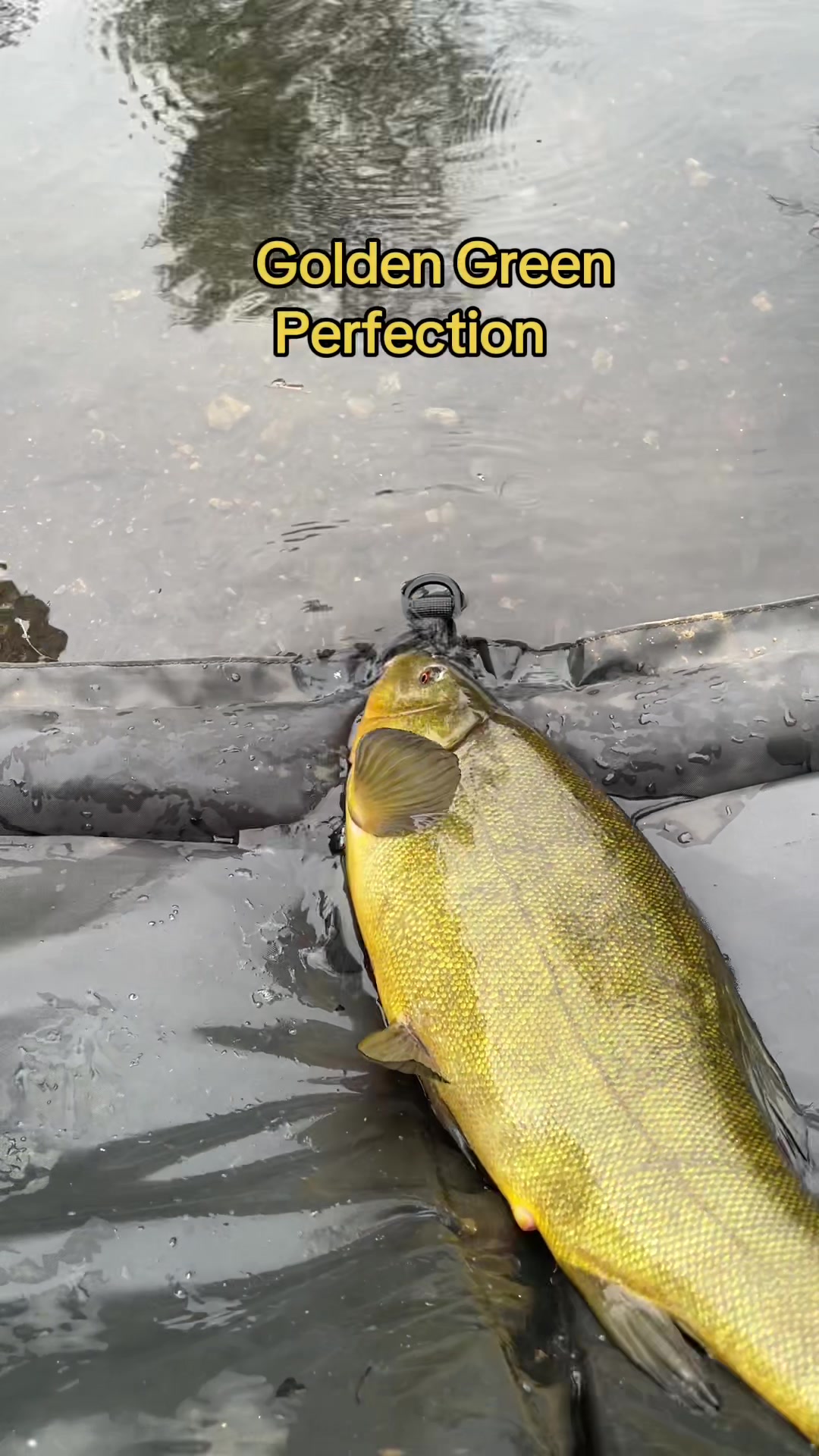@AnglerLifeUK