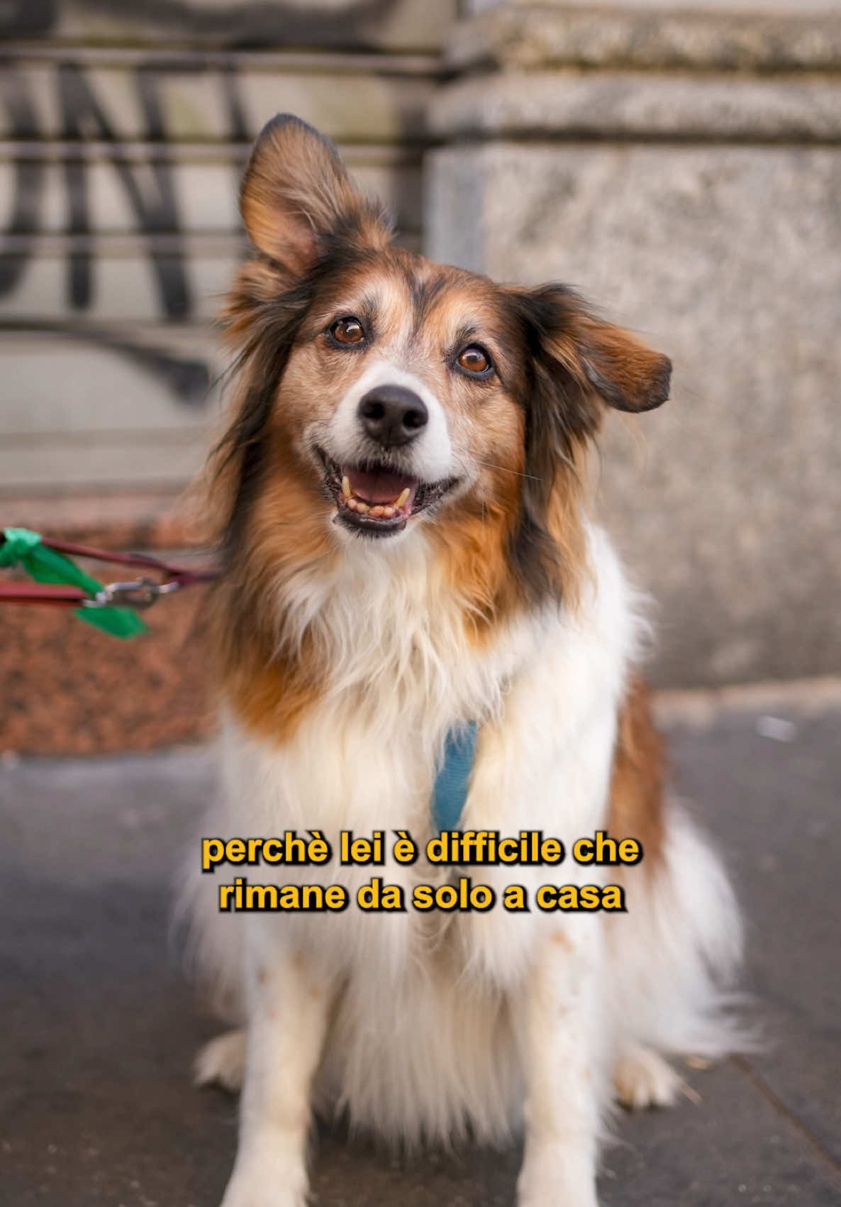 @Doggodaiily