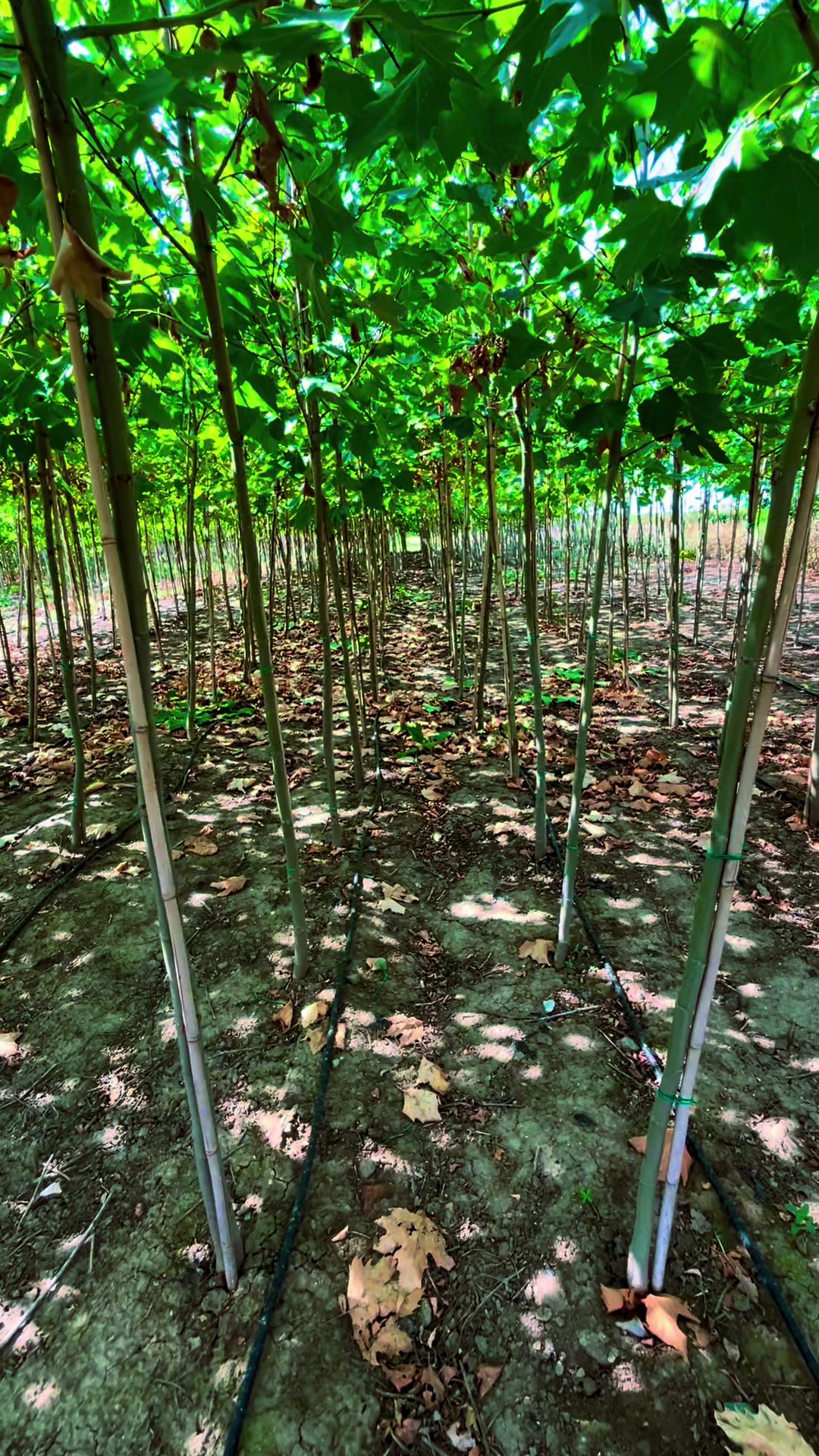 @Plantează
