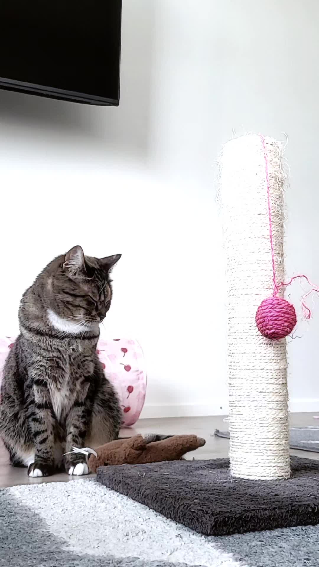 @мяу