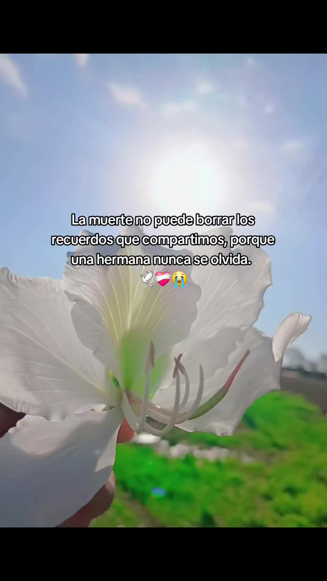 @Saraaa✨️❤️🩹