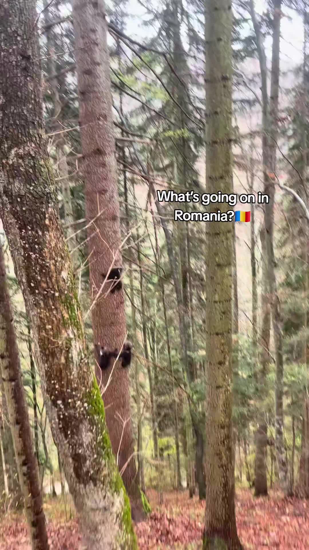 @Romania🇷🇴