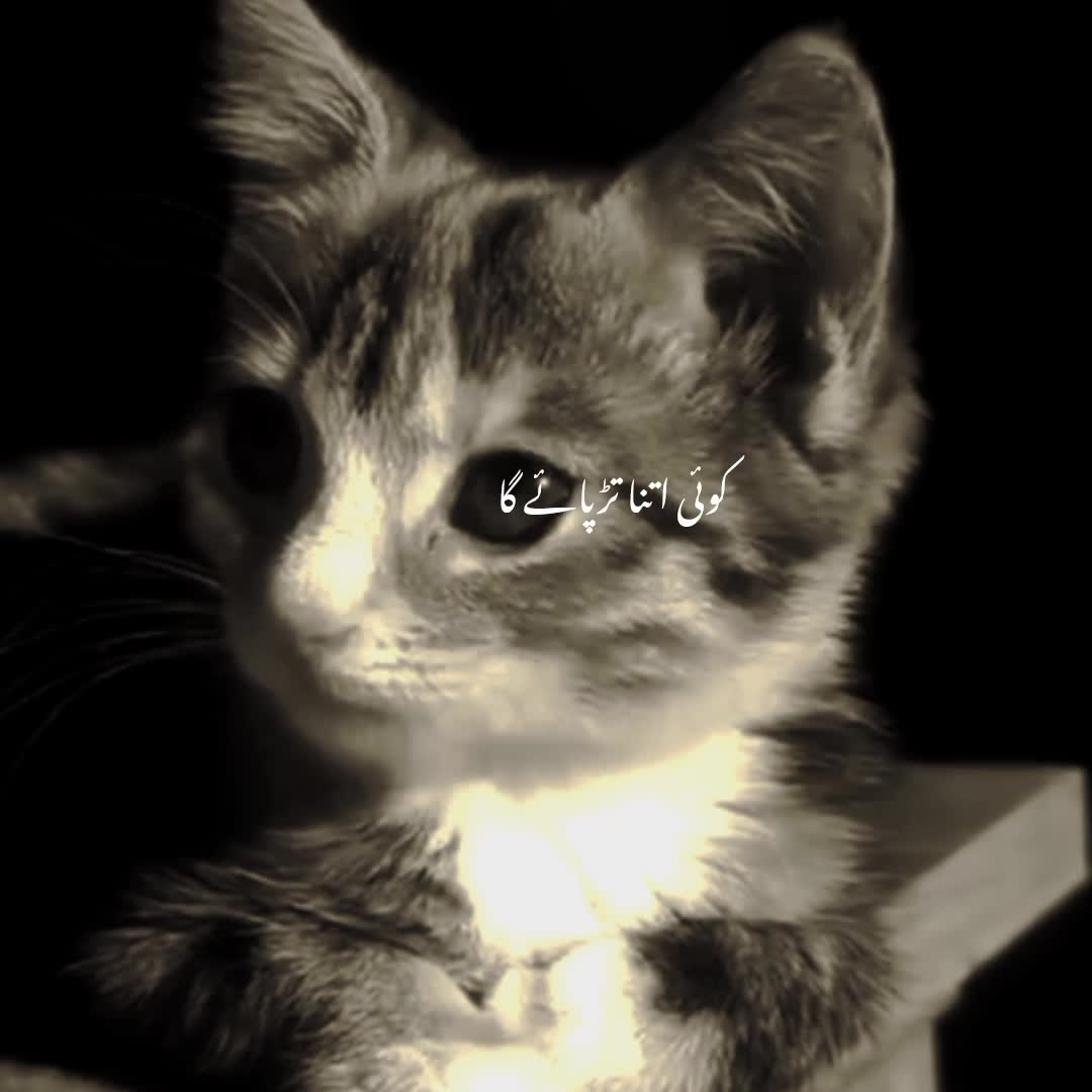 @Sabtain Aesthetic