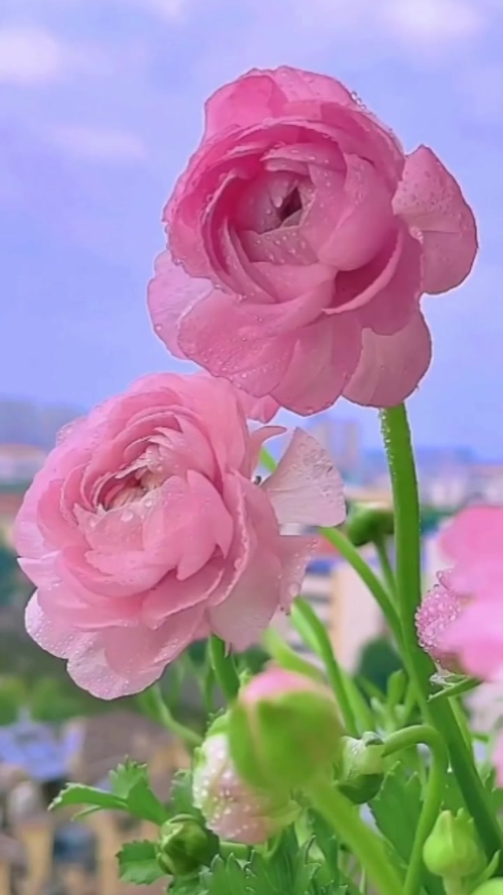 @dynse4ytiau1