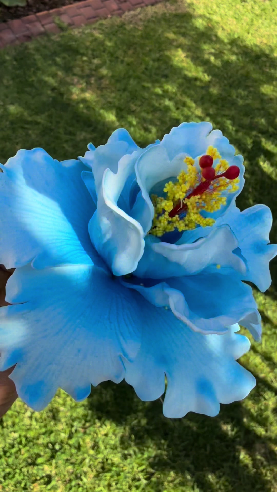 @Island Aesthetica 🌺 Pasifika