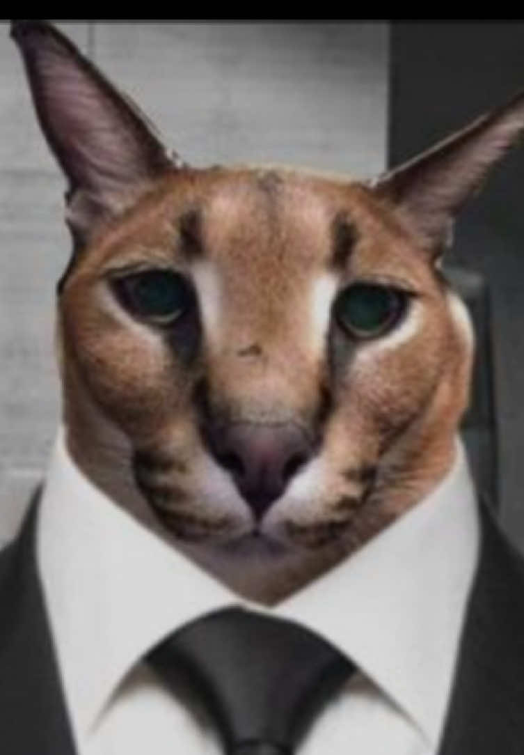 @Caracal fino