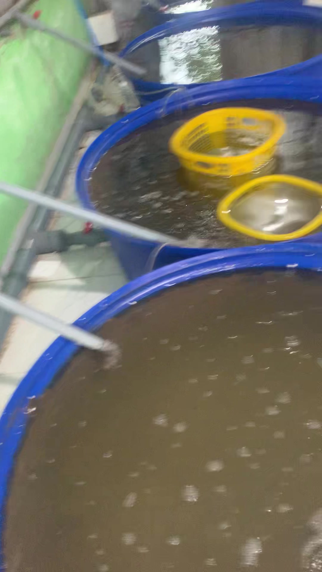 @Mai Điệp,tôm,cua,mực,cà mau.