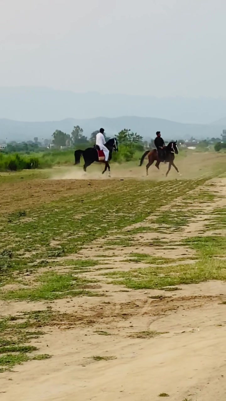 @Ch Hammad bokan ♥️🐎