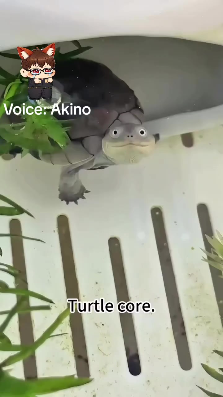@Akino Shenji