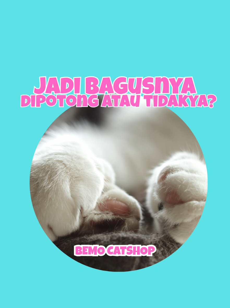 @Bemo Catshop
