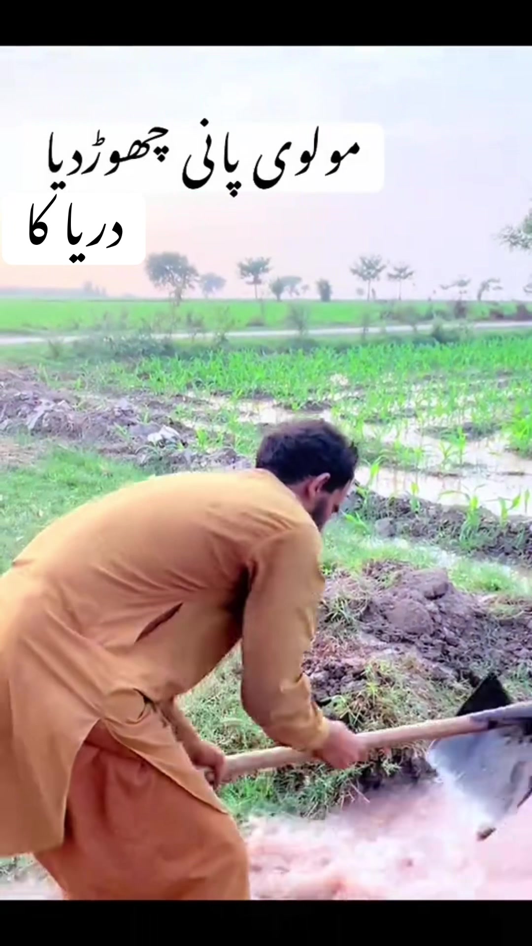@پینڈو بوائز 378