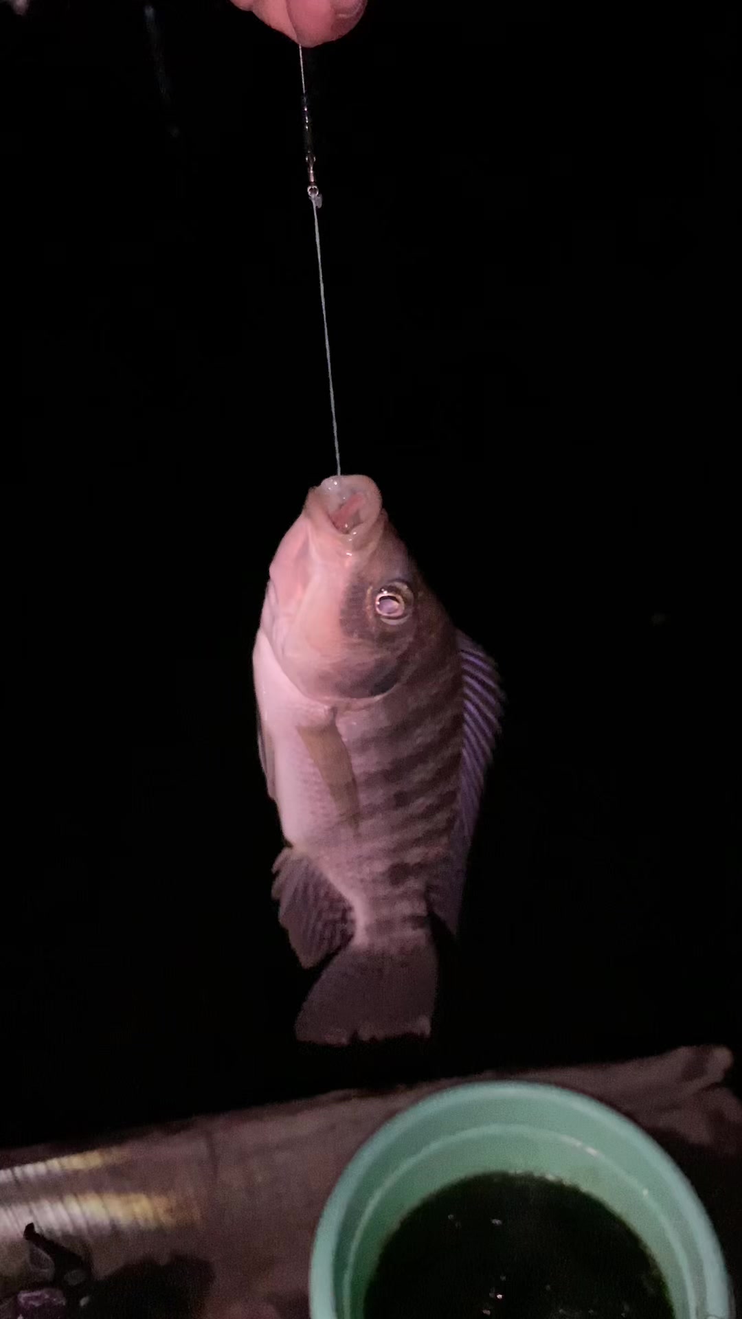 @MAFIA FISHING