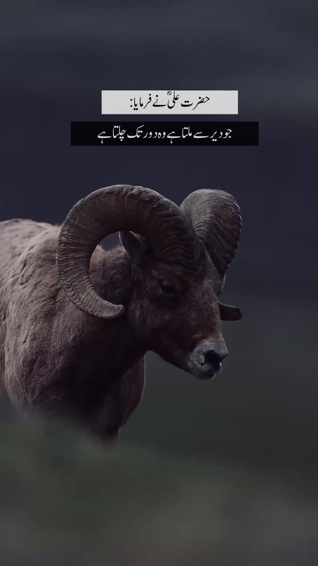 @𓆩𝕨𝕠𝕝𝕗_𝕒55𓆪
