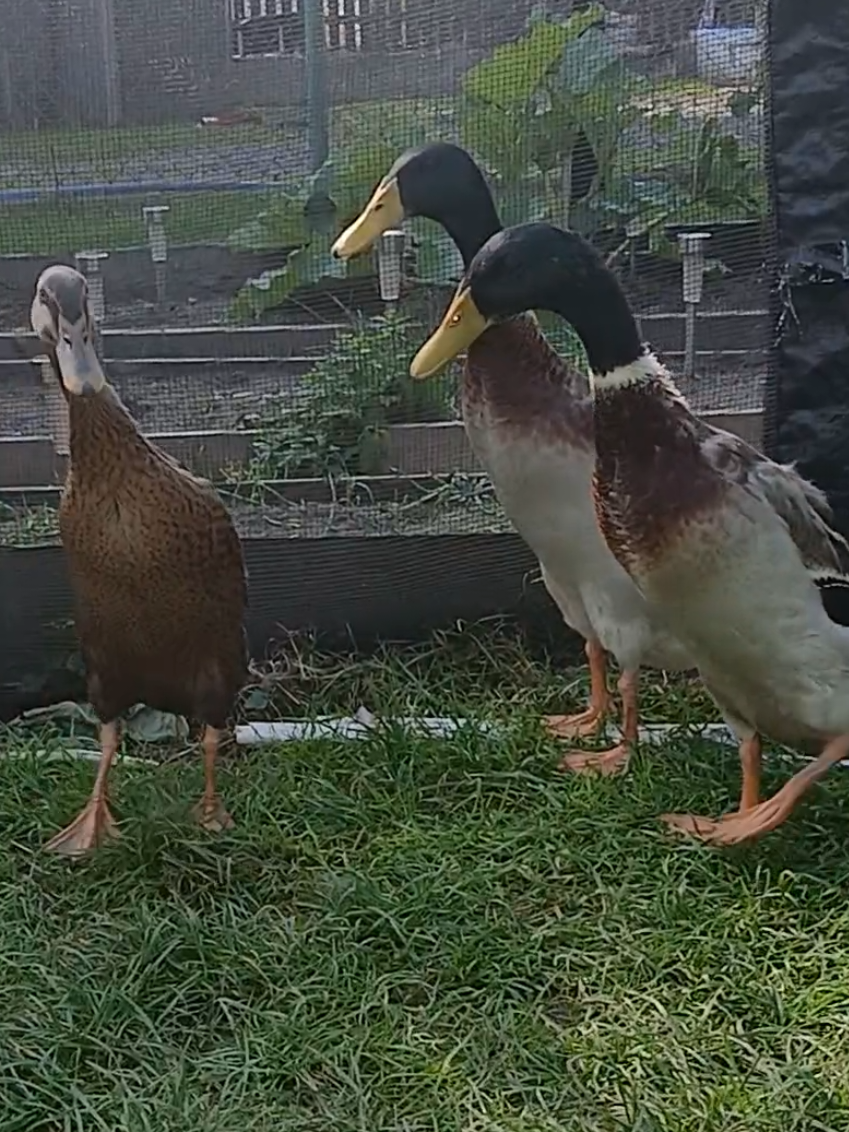 @Kaczogród u Milki🦆🦆🦆🦆