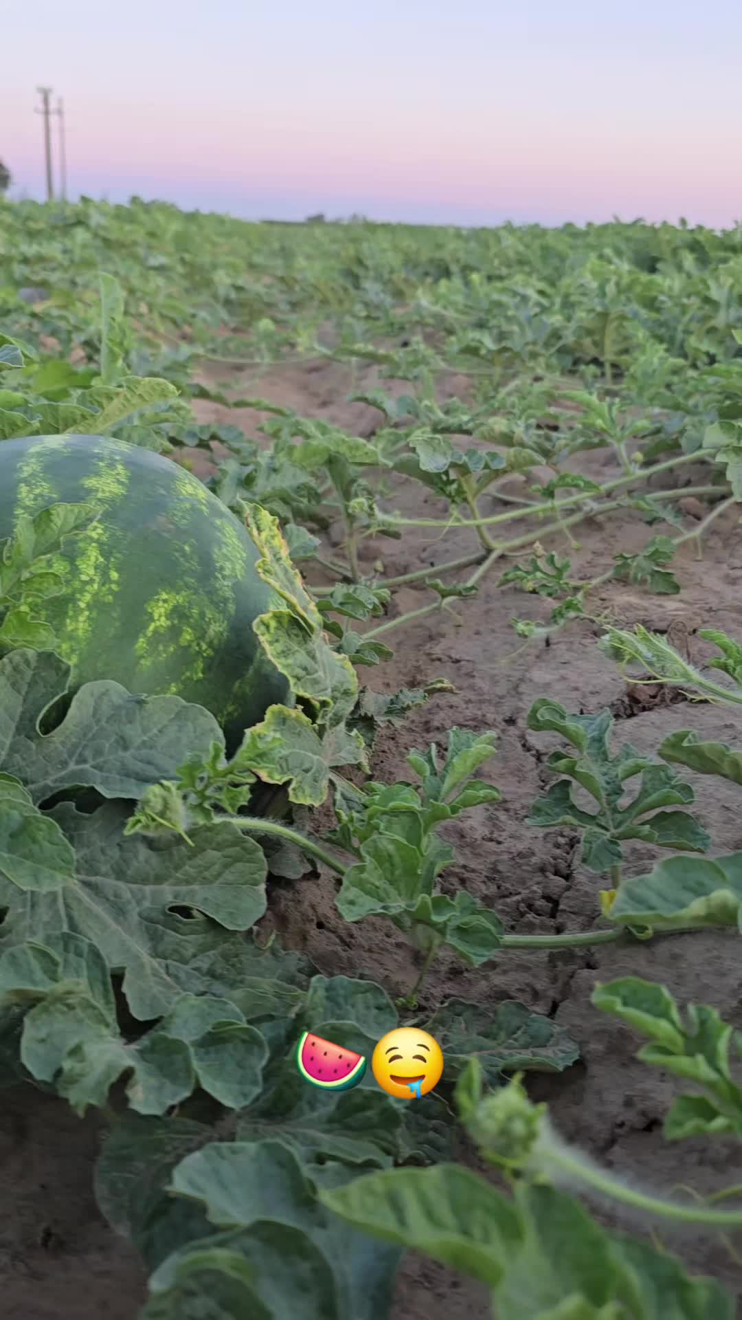@Faze Farm