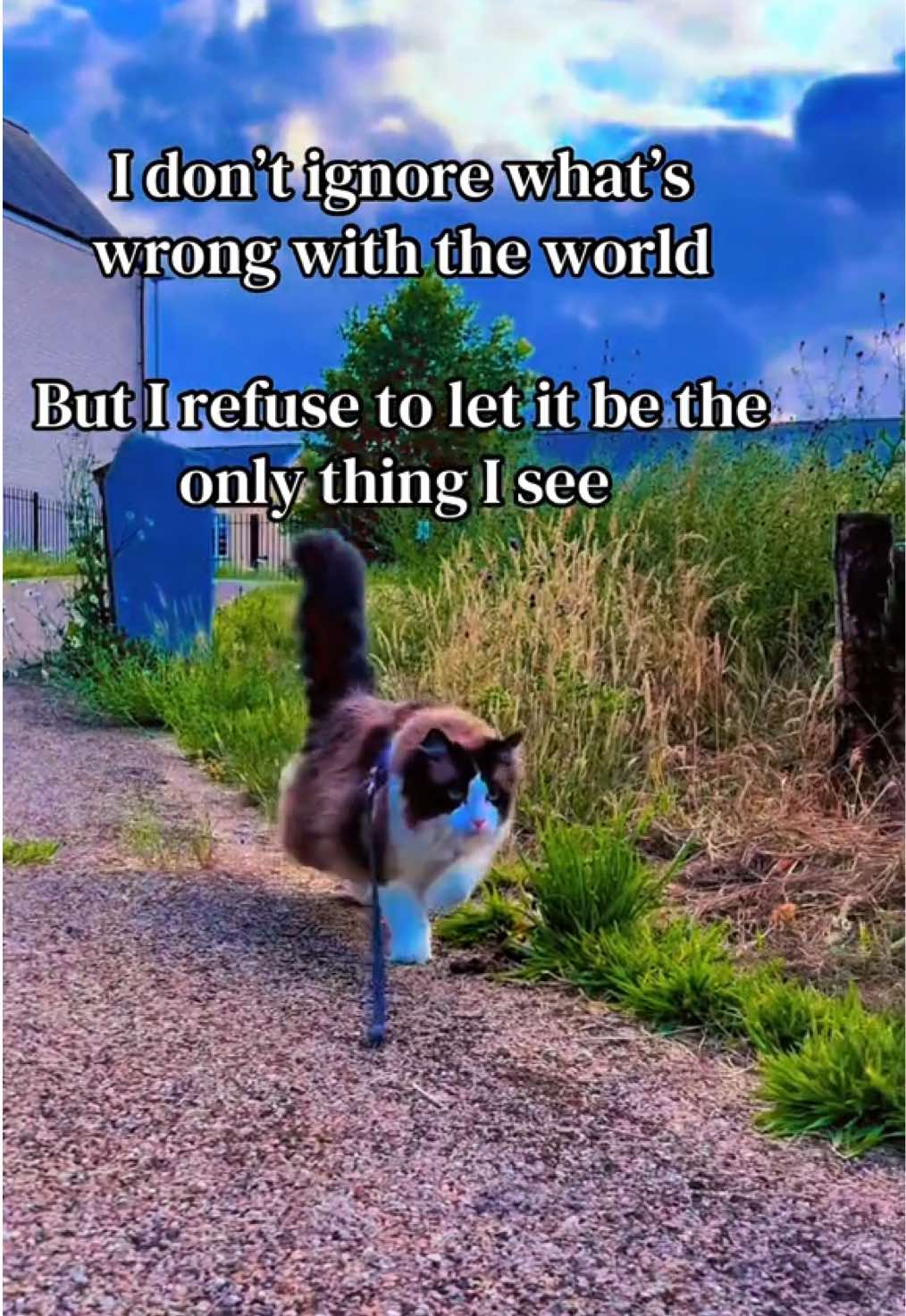 @Ted the ragdoll cat 🐾