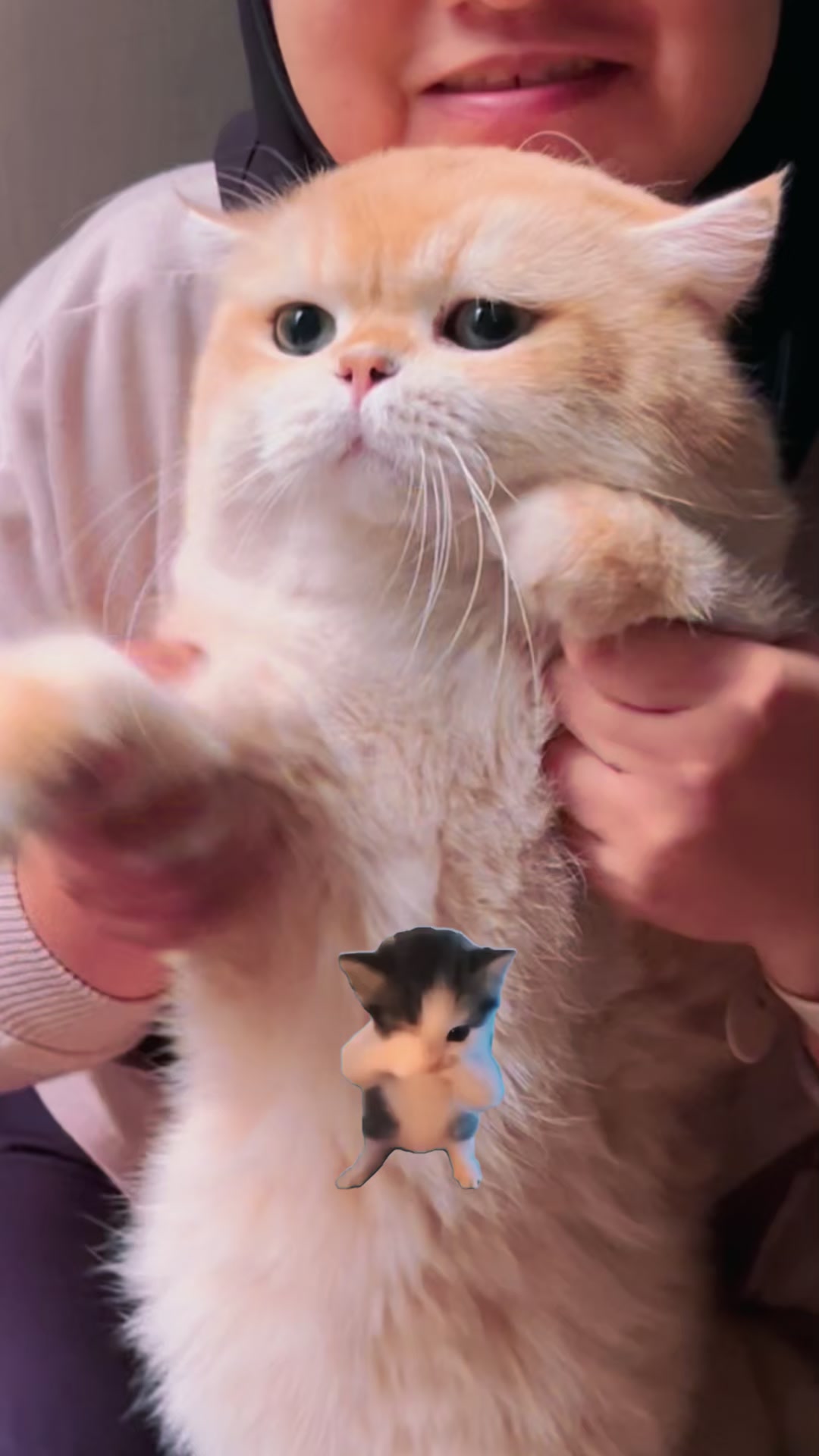 @dutchthebritishcat