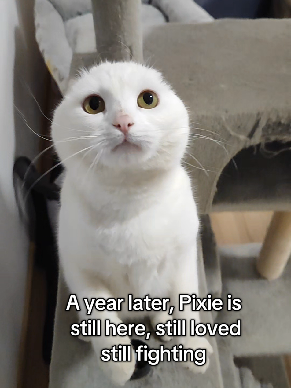 @Fluffy - the persian cat