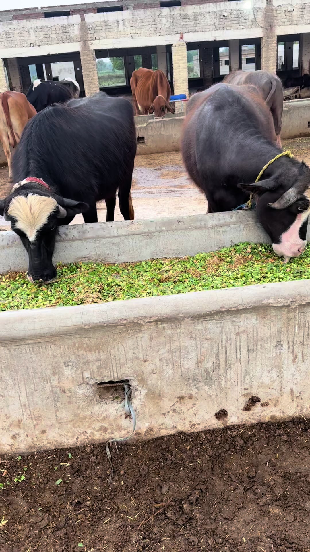 @Jutt Dairy Farm