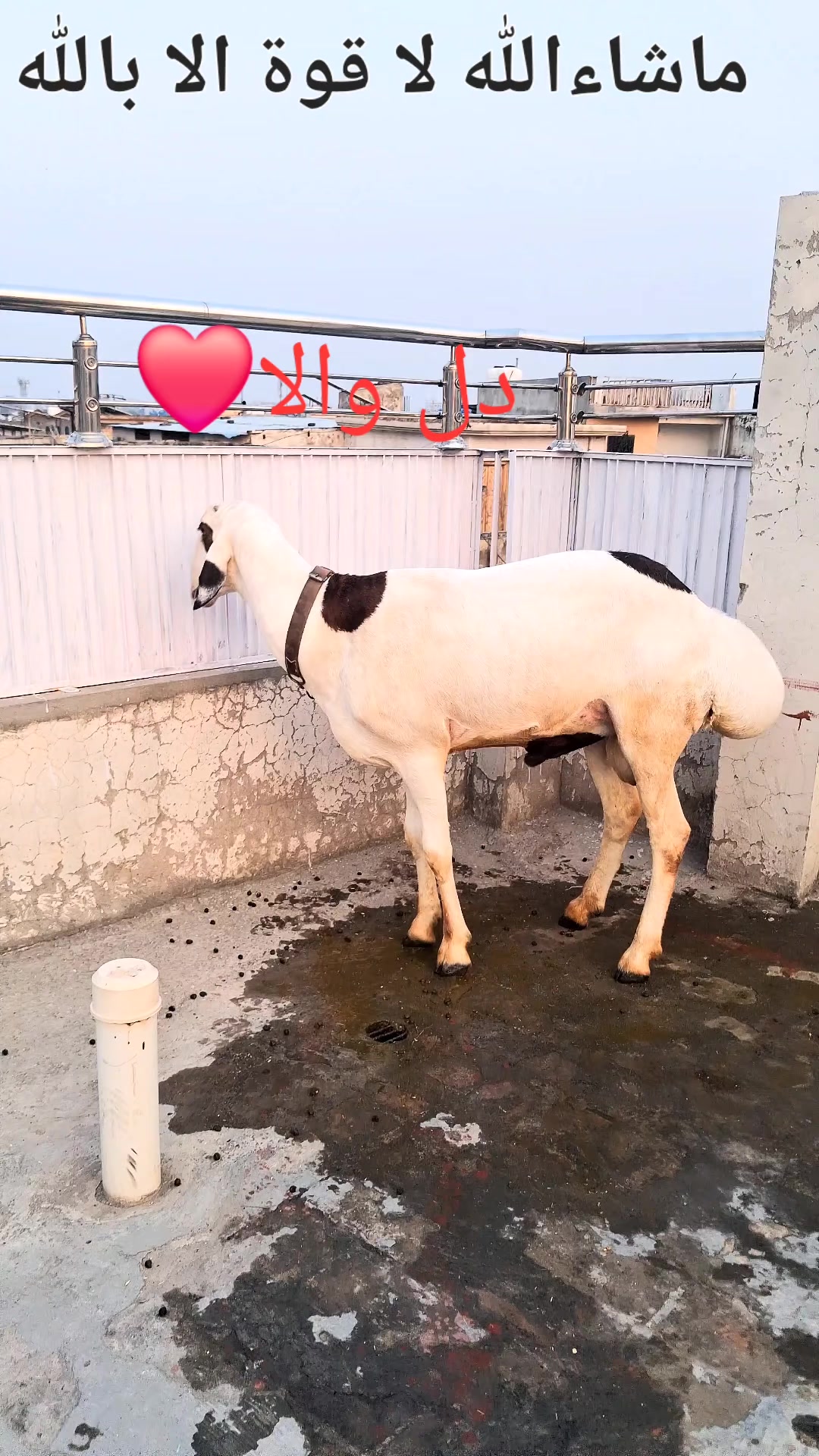 @سمیع الرحمن