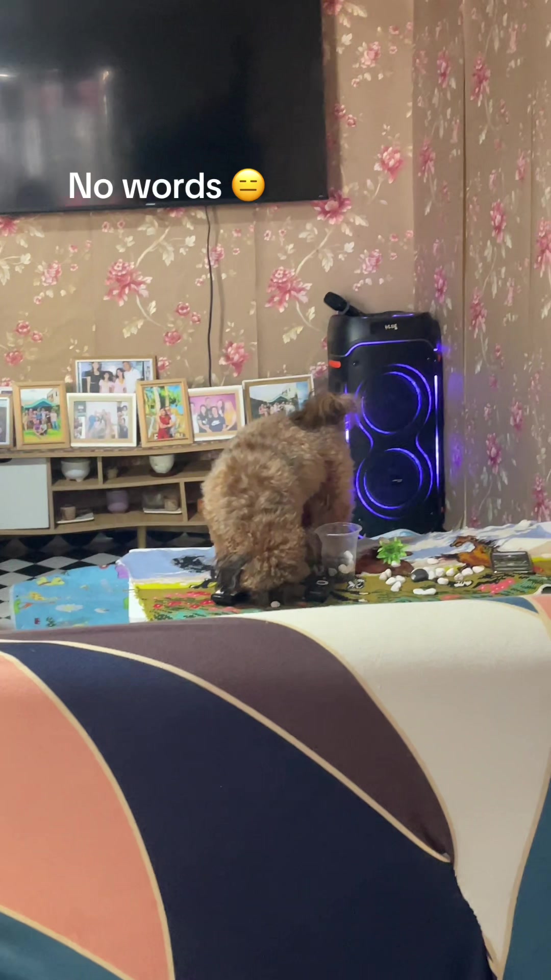 @Zoey&Zoomy&Zoya🥰🐶🐱🐶🐾🦴