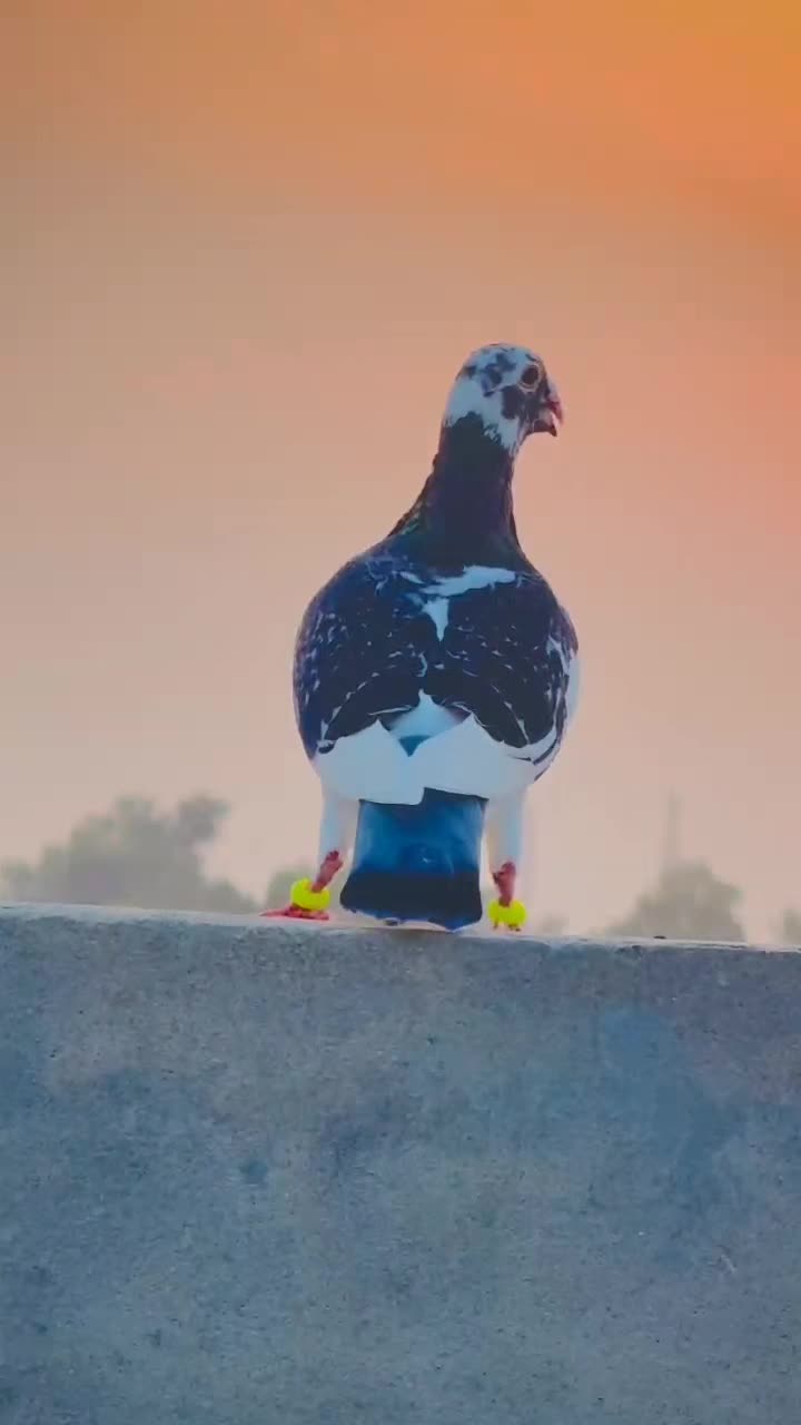 @عدیل رحمن لیہ وال کبوتر باز