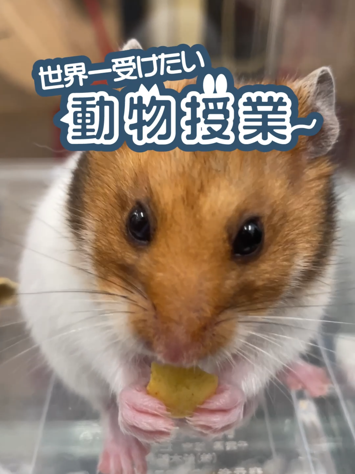 @オダガワ動物病院