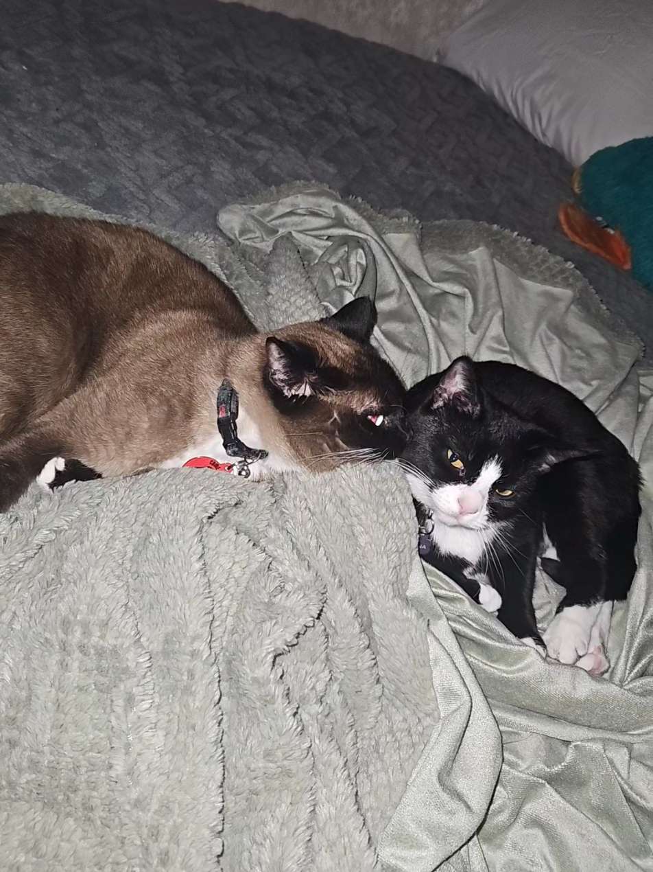 @Vader, Rocko, & Kona