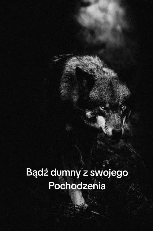 @Samotny Wilk 🐺🐦🔥♈