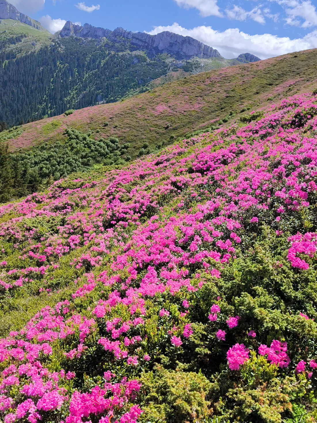 @Călător prin viață 🌅🏞️🌌