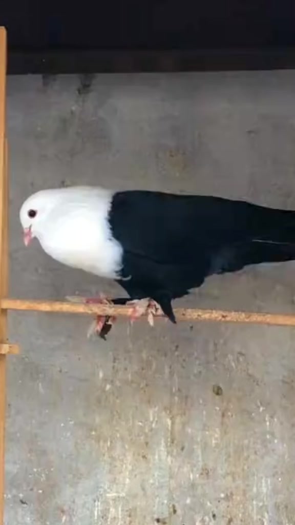 @𝐏𝐈𝙂𝝚𝝤𝝢𝙎𓅛