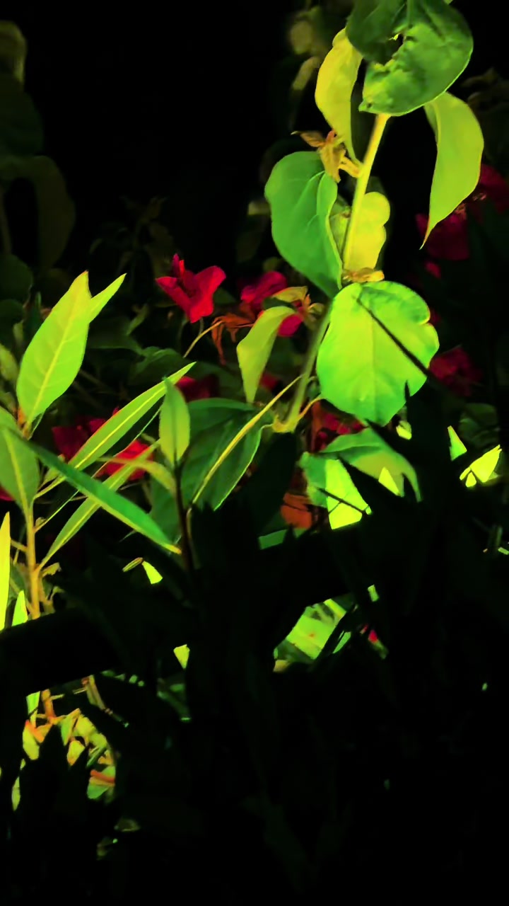 @(لونگین بابک)