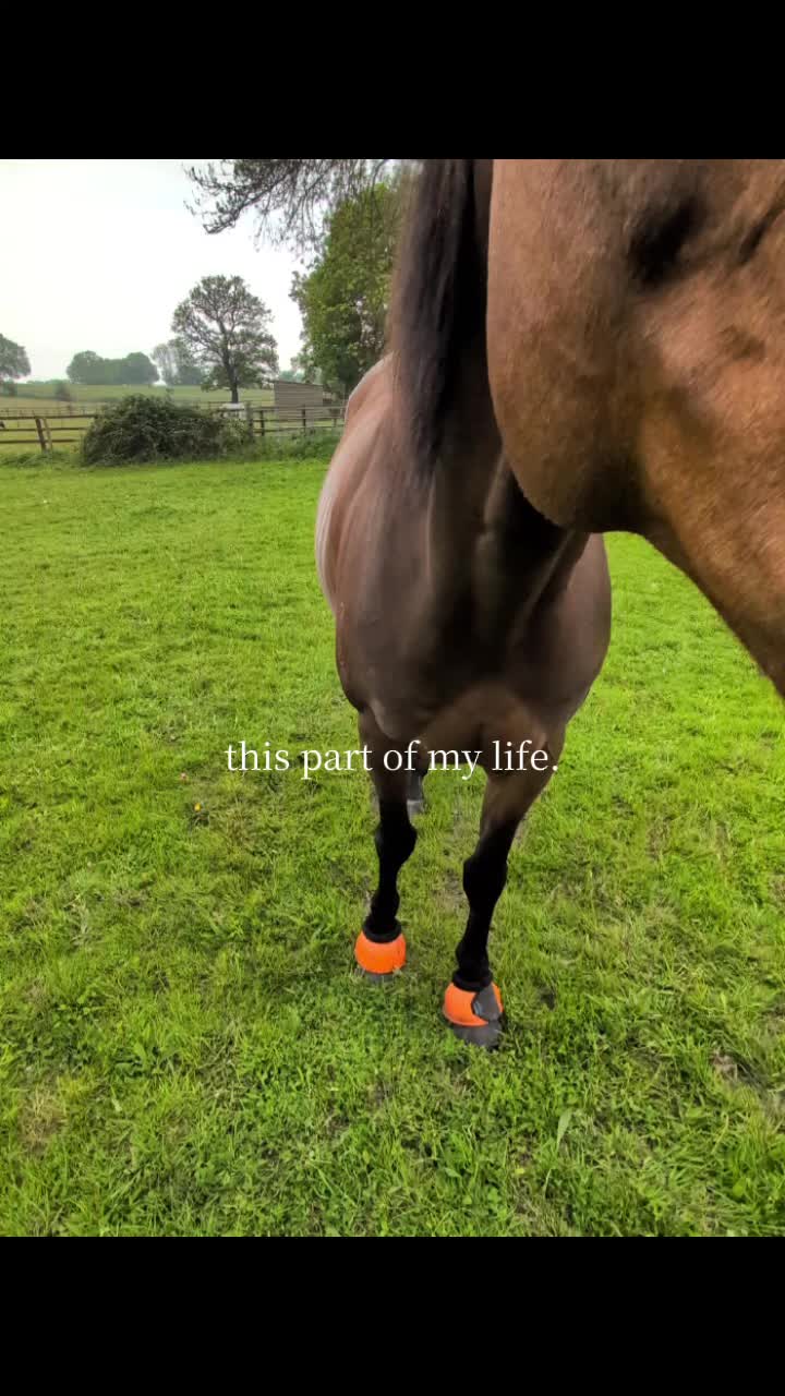 @tolenevdm
