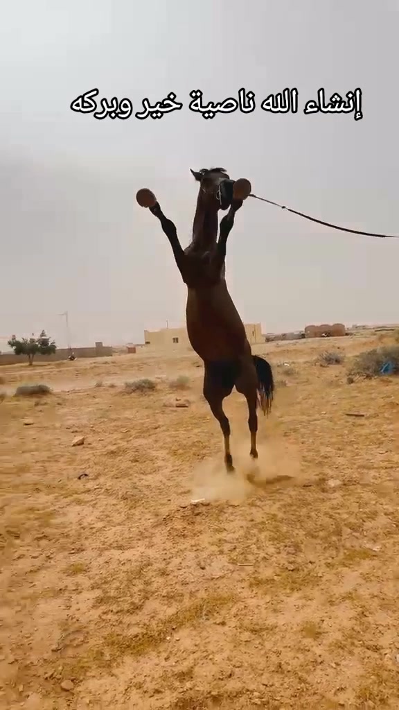 @bader ._. ❤️🔥🐴📍