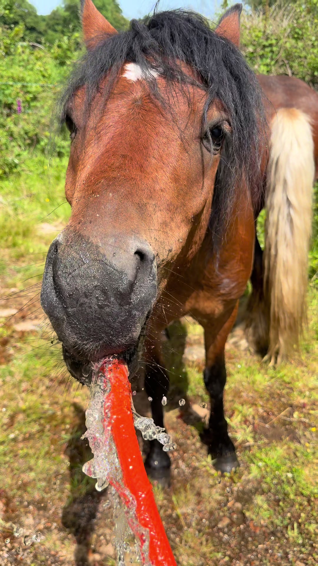 @Dartmoor Carriages