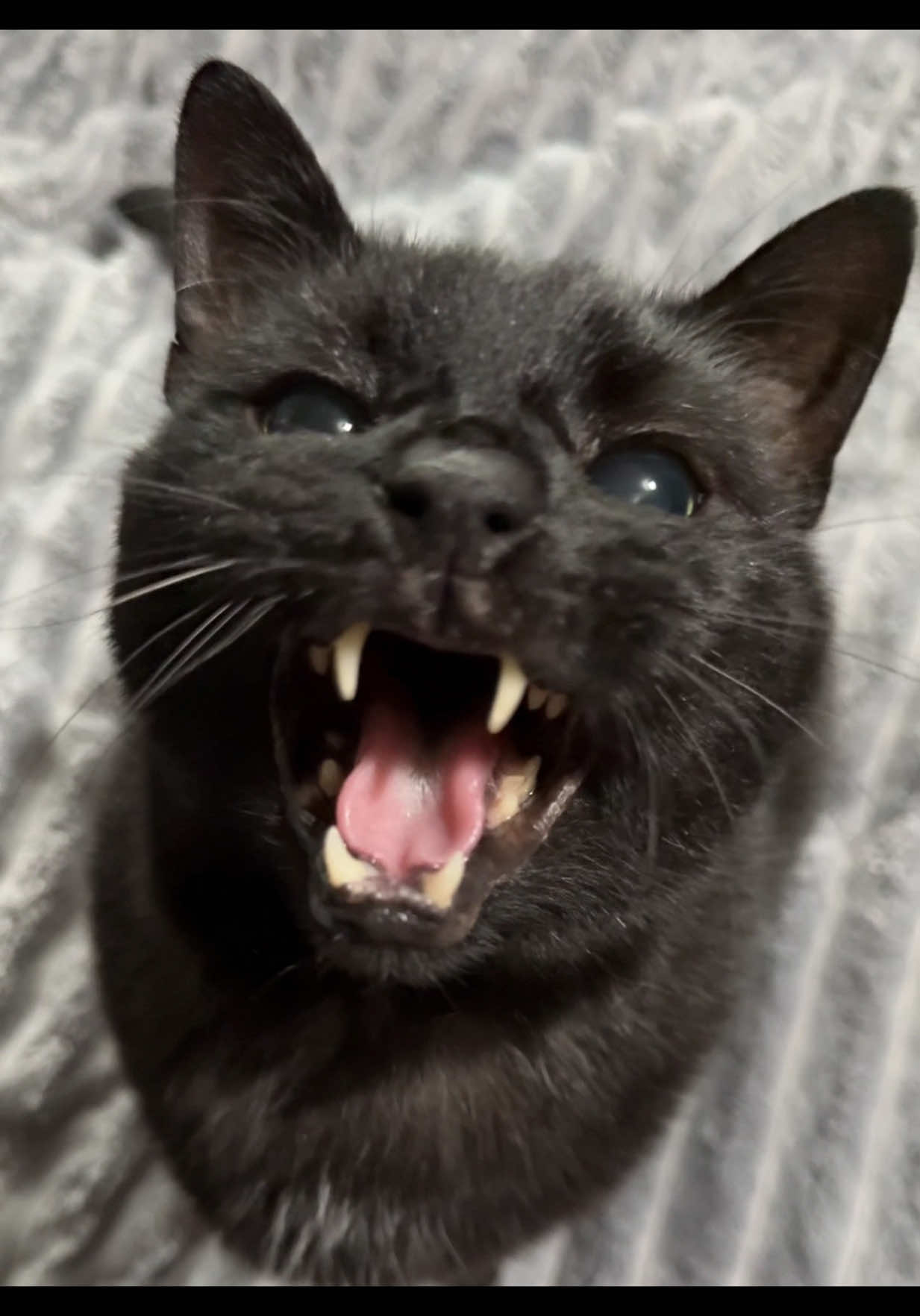 @Teefie_tribe 🐈⬛🐈⬛🐈🦷🦷