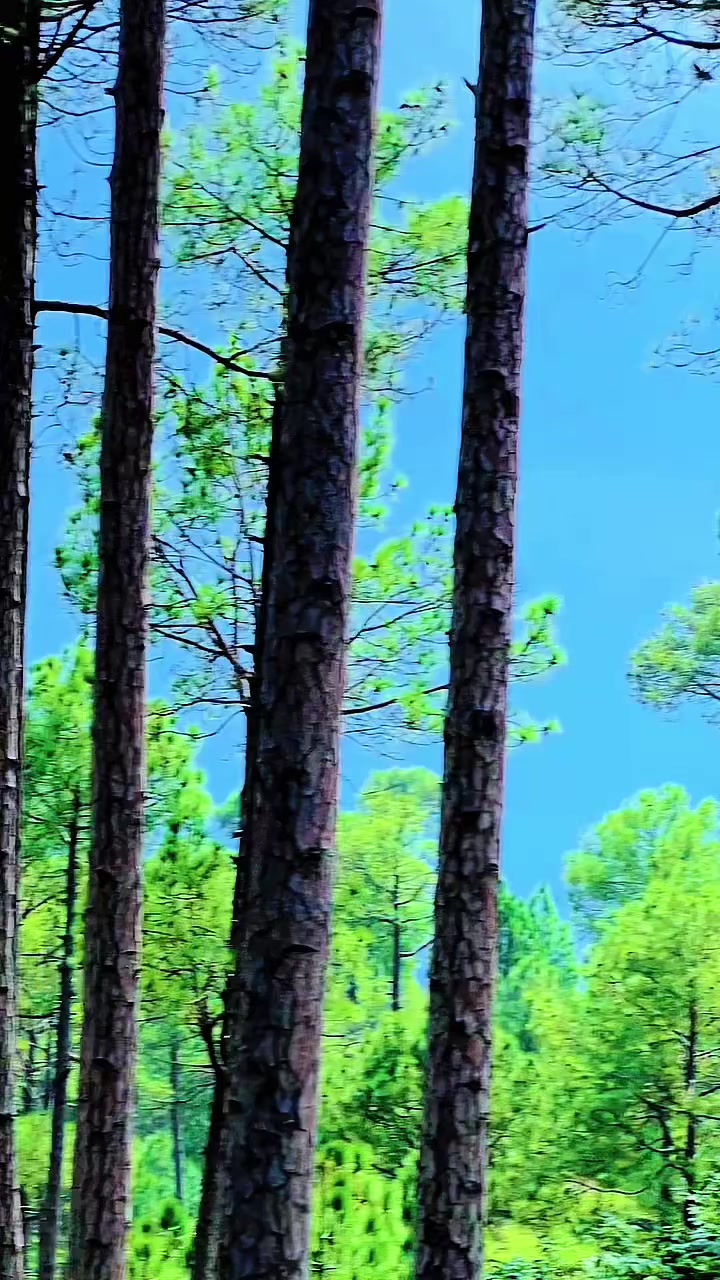 @ziaratwall