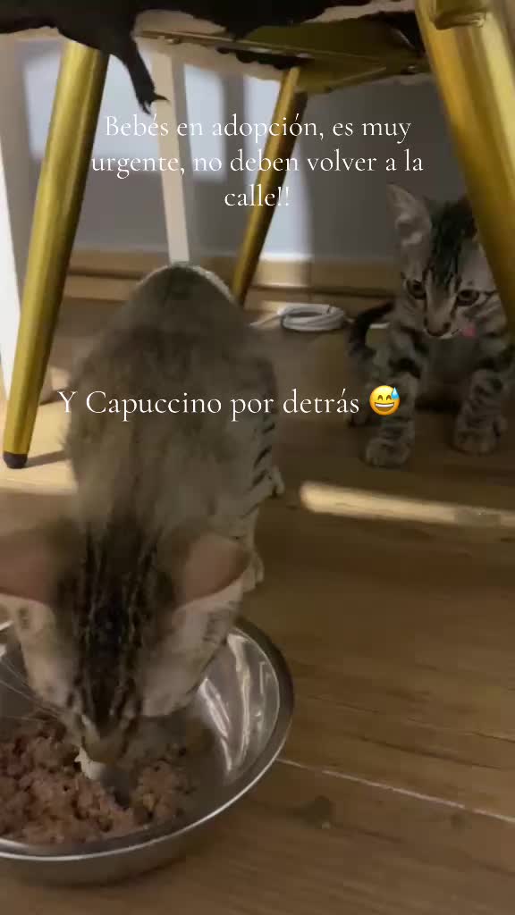 @PompeyayCat