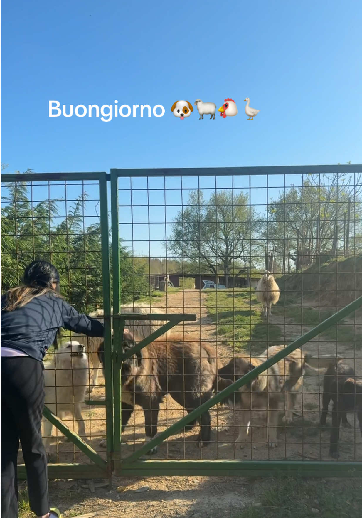 @Mangiardi🇮🇹👶🏻👶🏻🇧🇷
