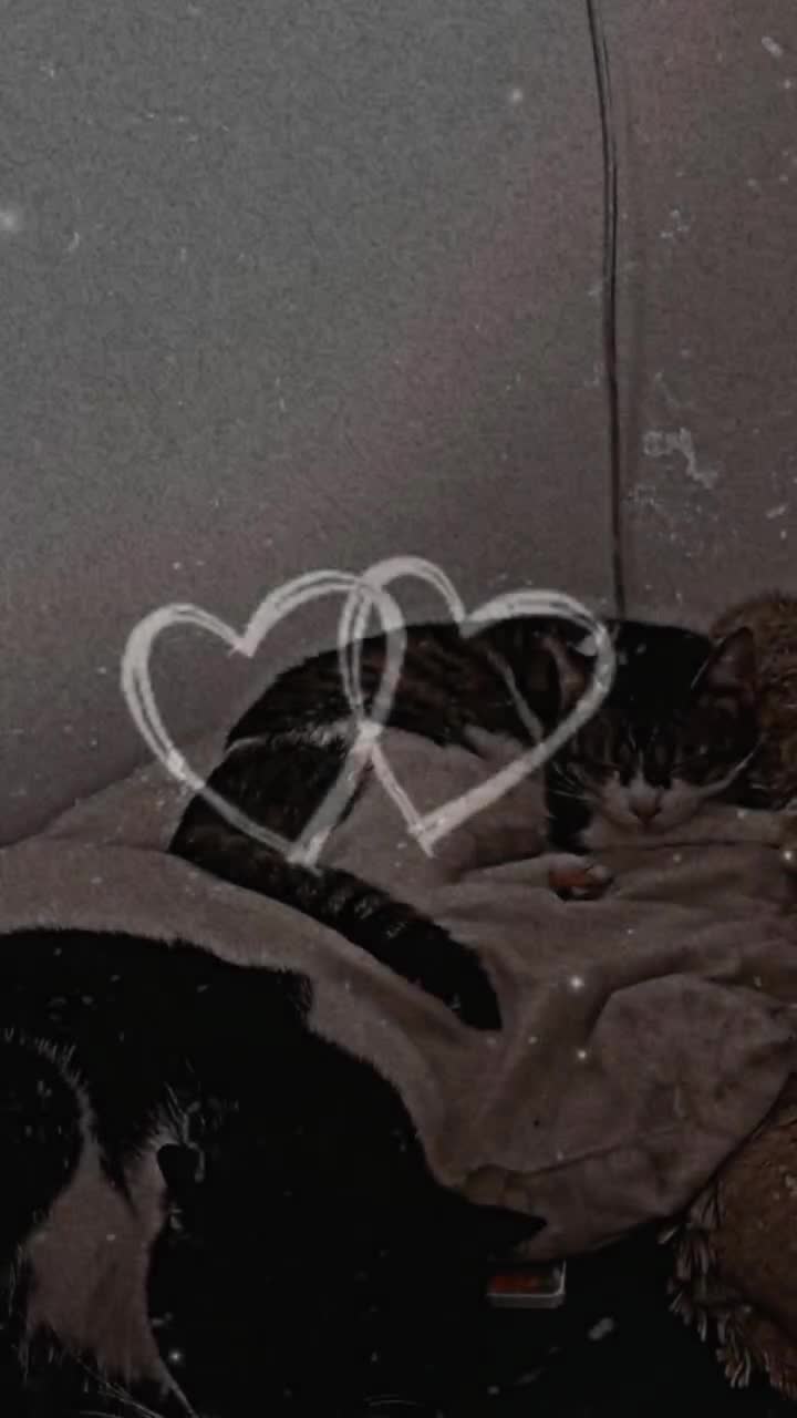 @angelicamoscato26
