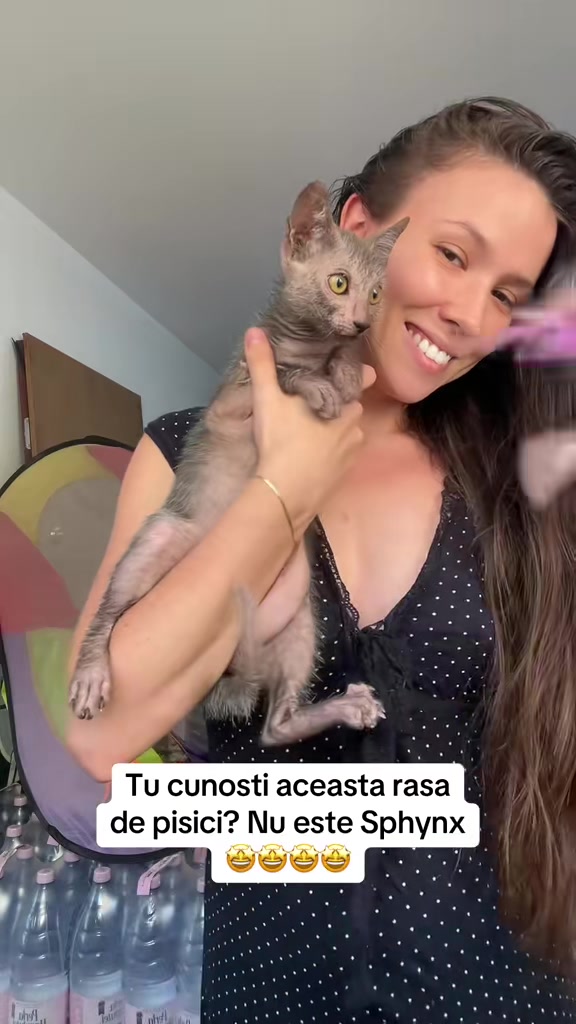 @Diana Ciortan Sphynx Romania