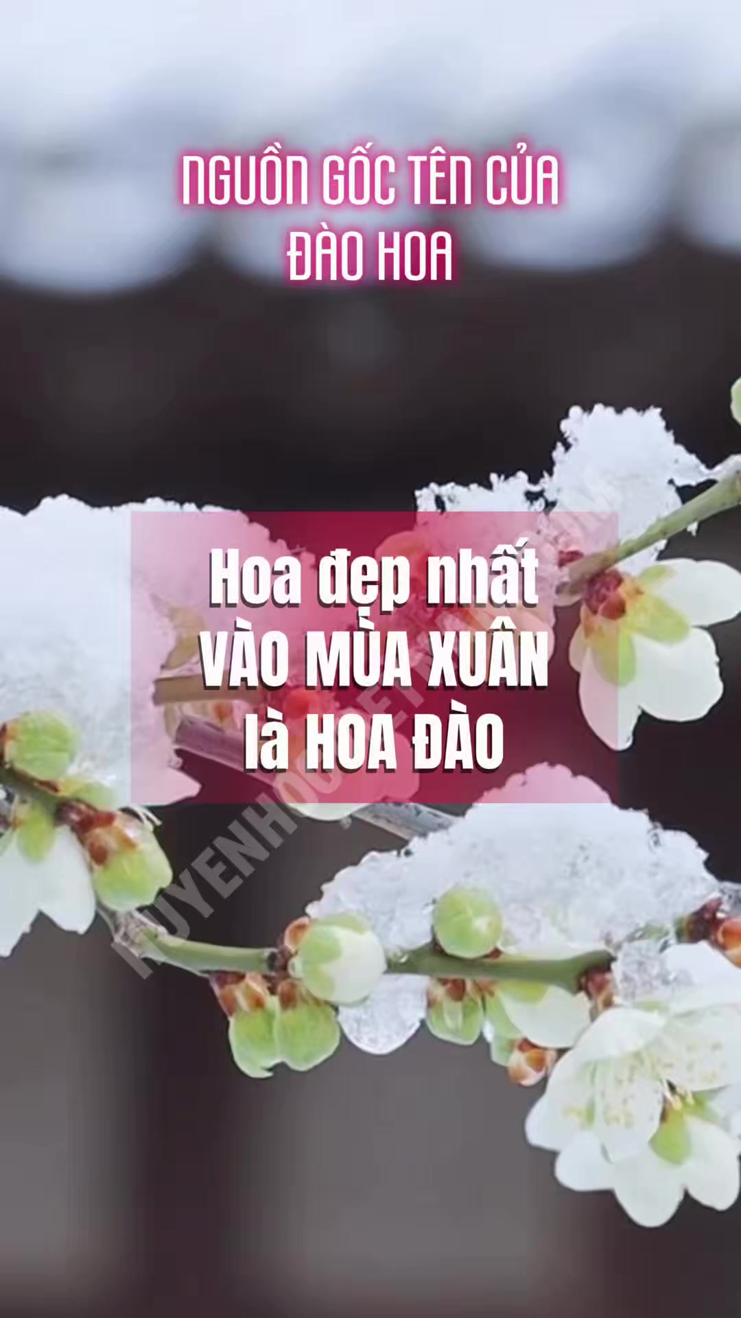 @Mệnh lý học