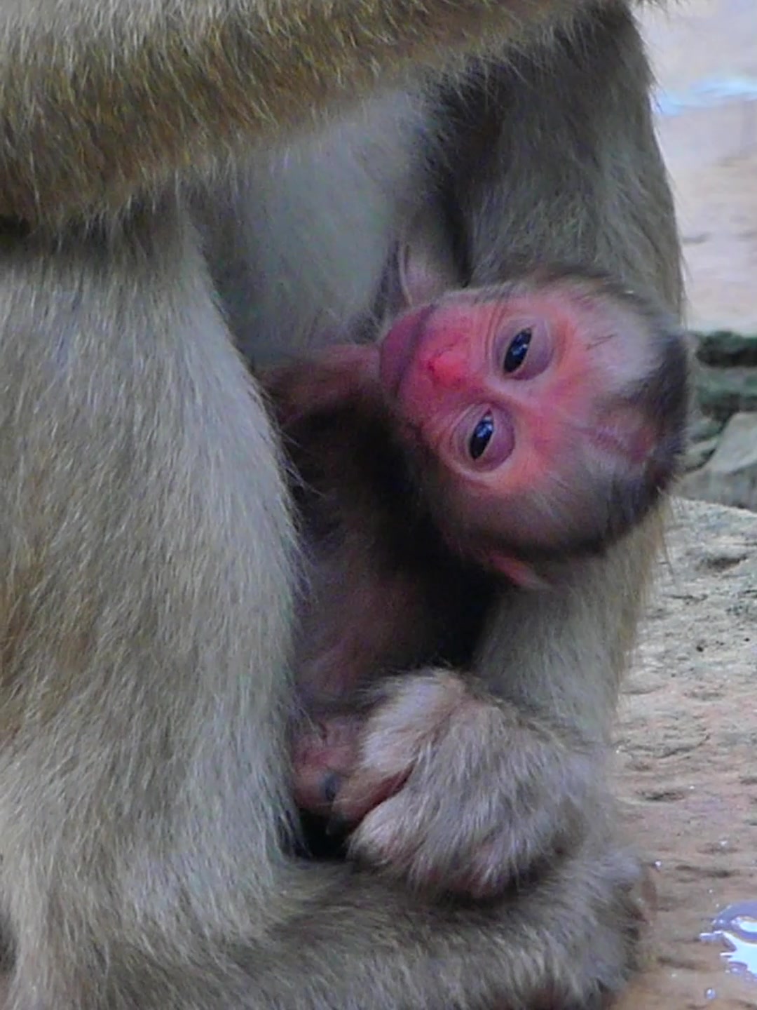 @Monkey Discovery