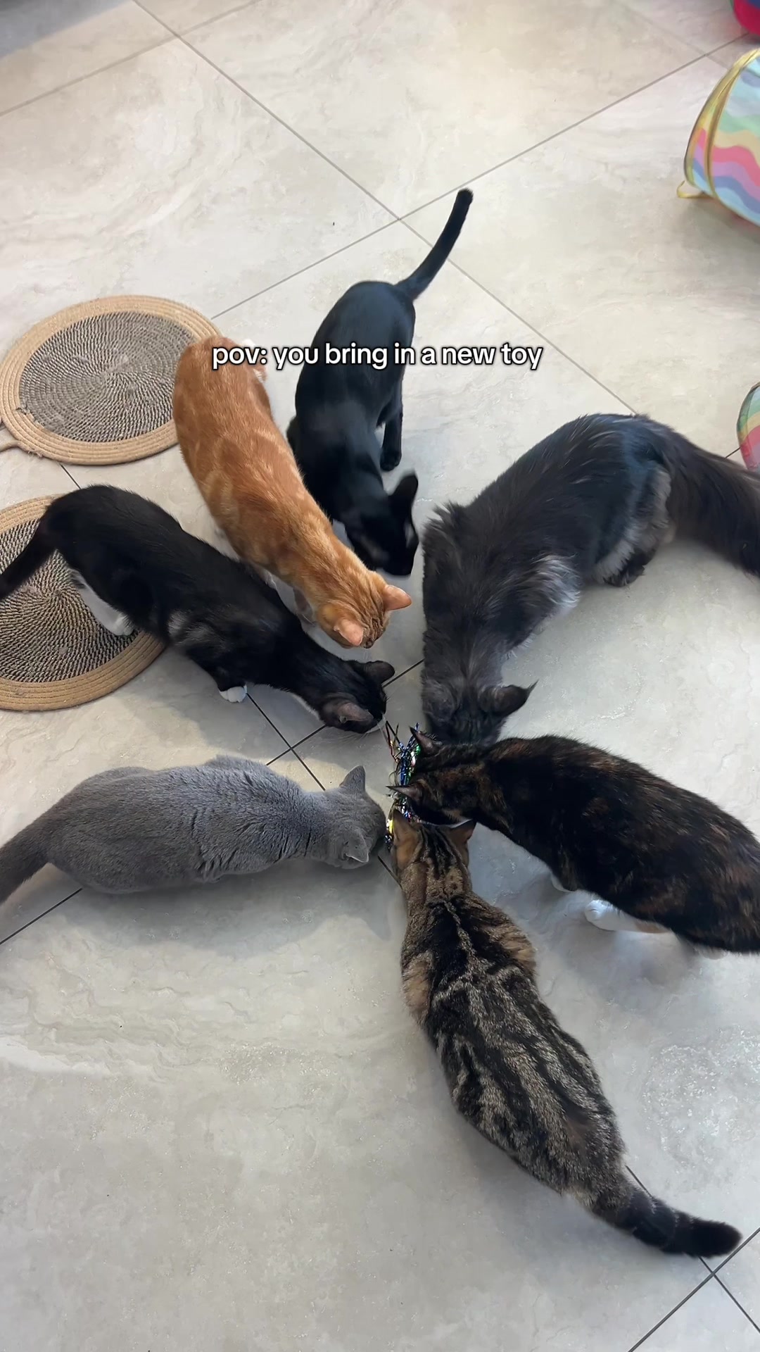 @crazycatcafe