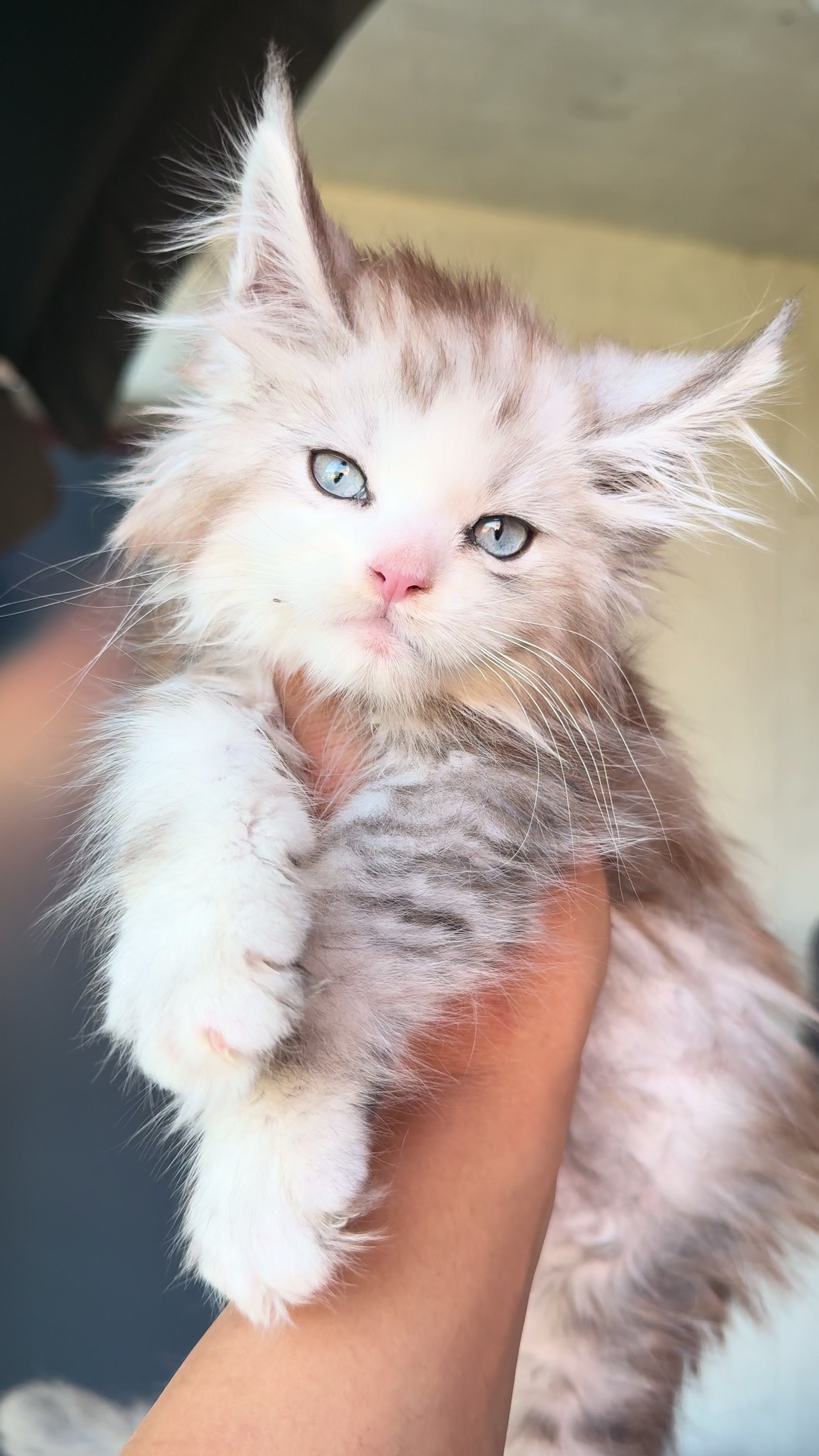 @WilderRegenbogenMaineCoon