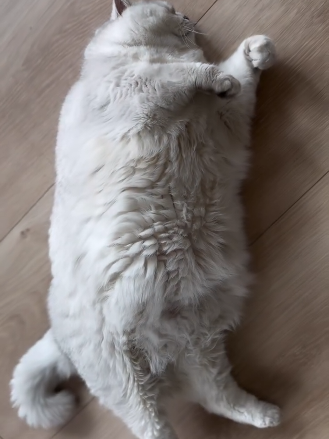 @Chonky World Of Cats