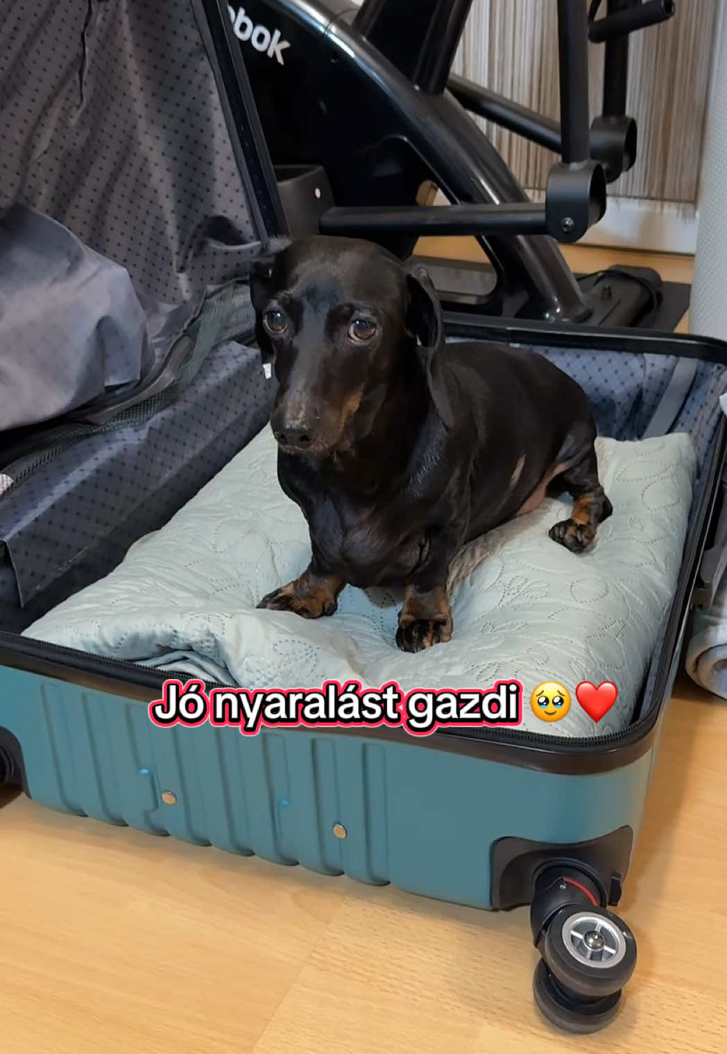 @🐾 Pajti kalandjai 🐾