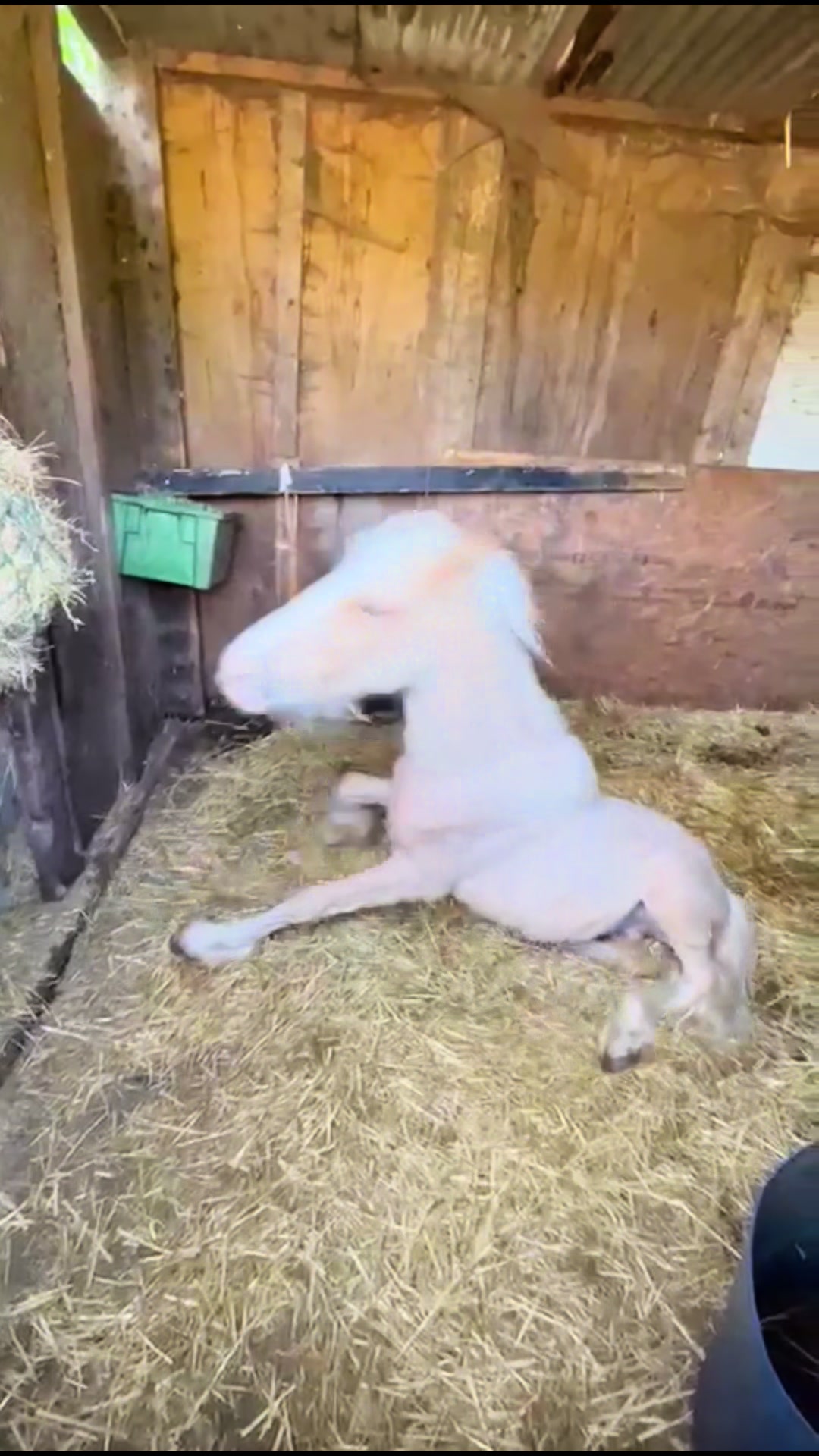 @eastendfarm_london