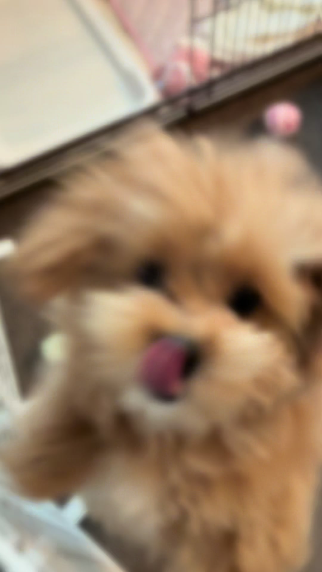 @ぱん