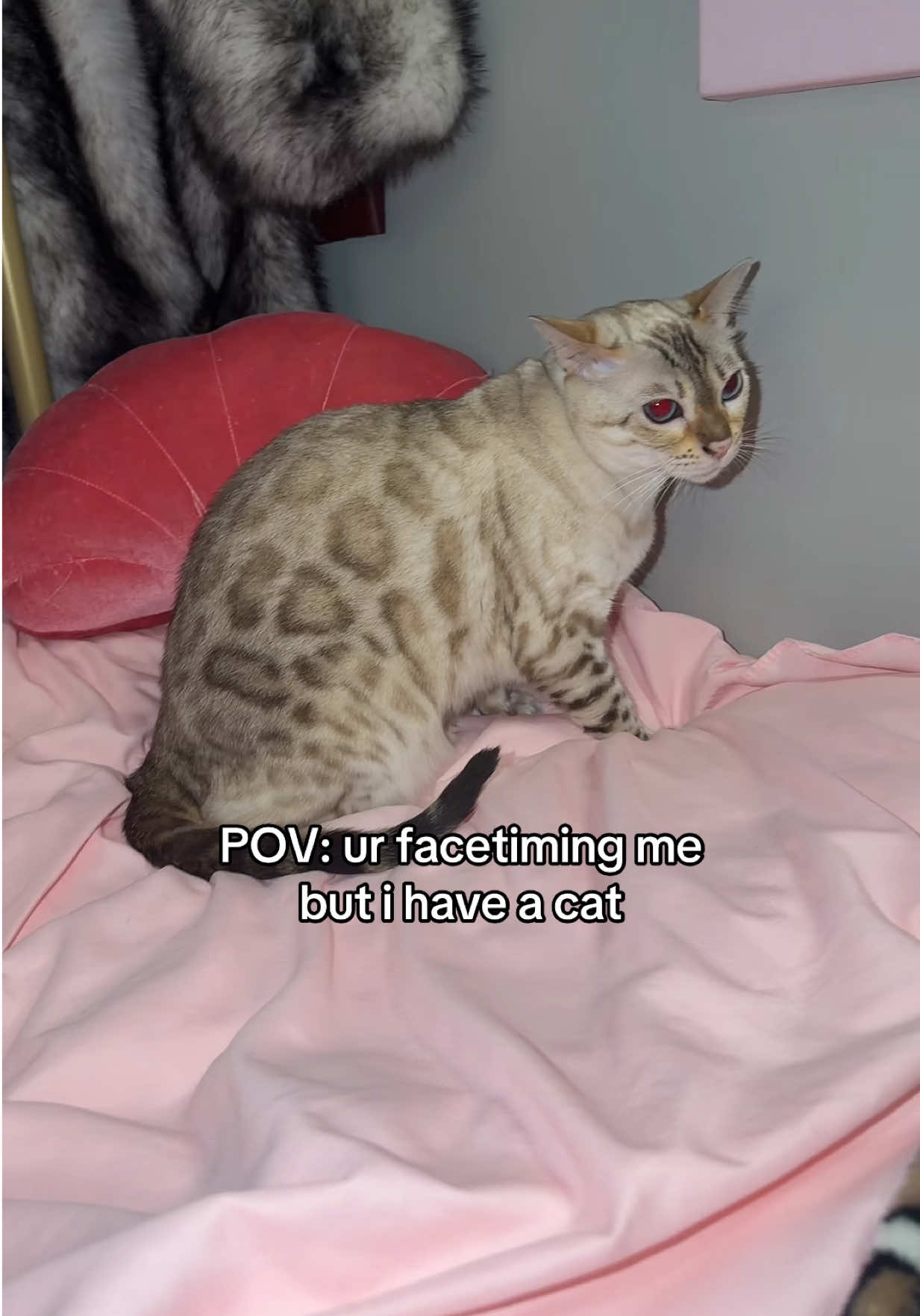 @Mirajane The Bengal🐾
